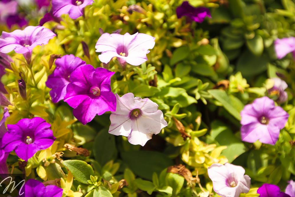 Dubai Miracle Garden