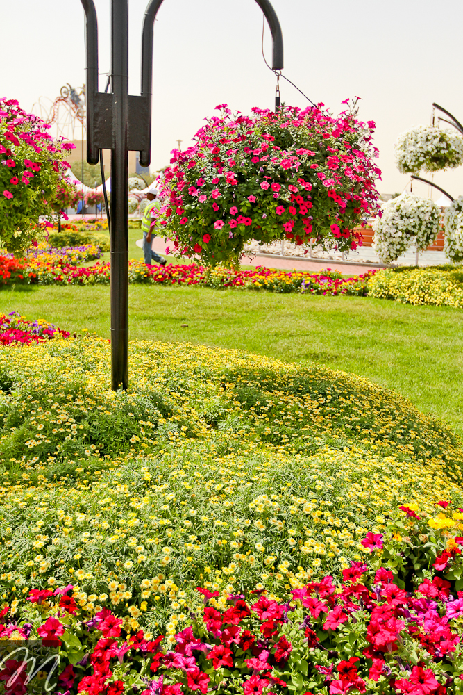 Dubai Miracle Garden