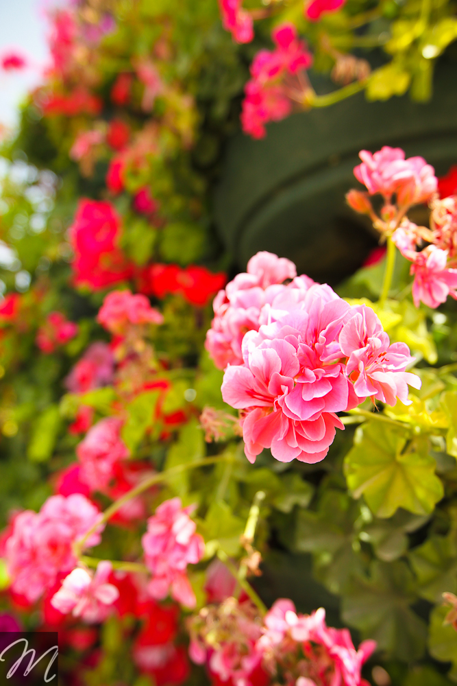 Dubai Miracle Garden