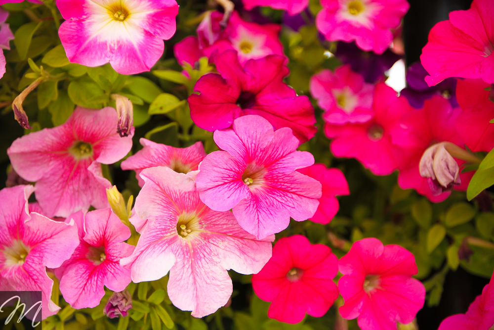 Dubai Miracle Garden