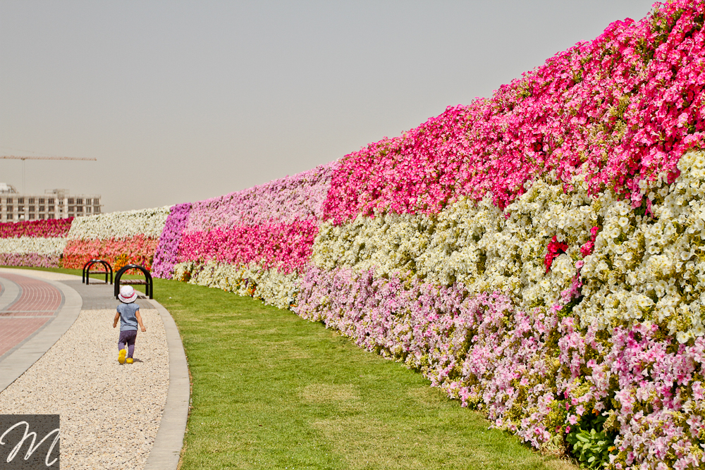 Dubai Miracle Garden