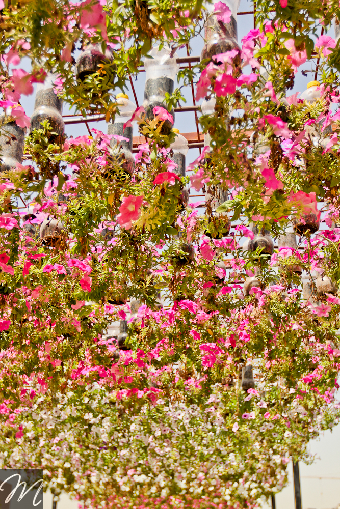 Dubai Miracle Garden