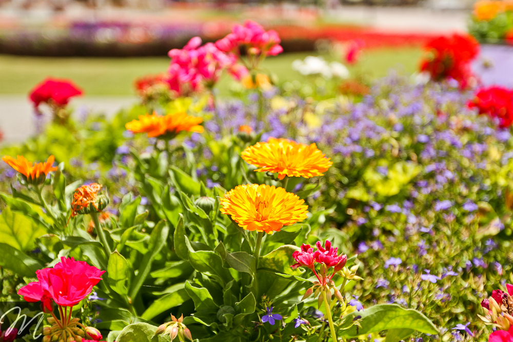 Dubai Miracle Garden