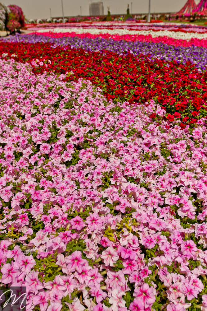 Dubai Miracle Garden